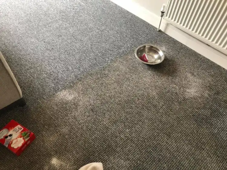 clean the carpet with washing powder and water
