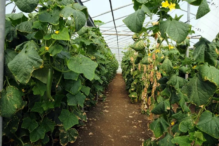 cucumber leaves are drying up because of fusarium wilt