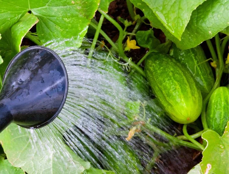 cucumber leaves are drying up because of wrong watering