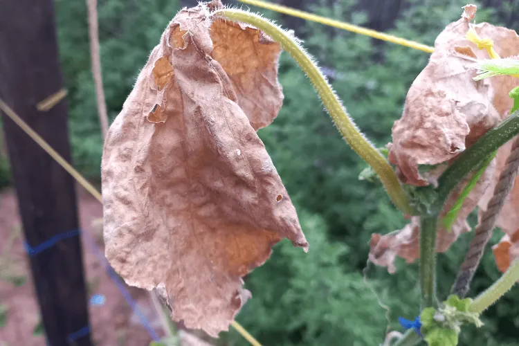 cucumber leaves are drying up why do they turn brown solutions