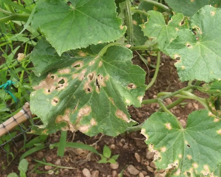 cucumber leaves dry up because of anthracnose