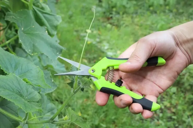 cucumber pruning in summer what to observe instructions