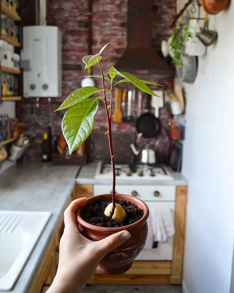 easiest trees to grow from a pit at home avocado apple peach plum apricot cherry olive