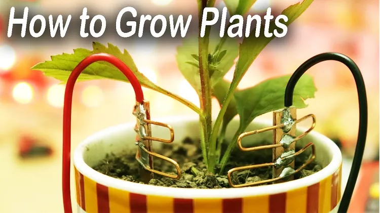 electroculture gardening enhances plant's yield