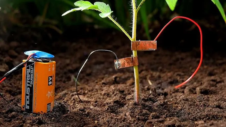 electroculture gardening saves water consumption from plants