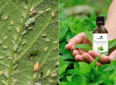 essential oils for garden pests mint oil deters aphids