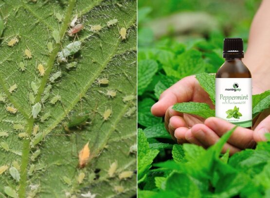essential oils for garden pests mint oil deters aphids