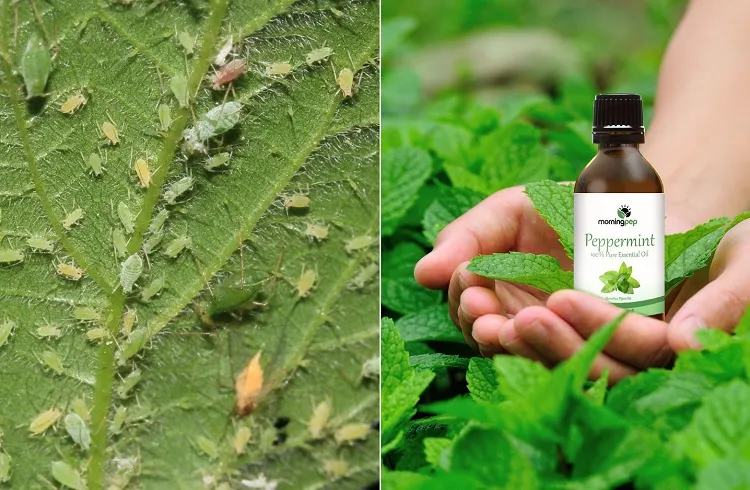 essential oils for garden pests mint oil deters aphids