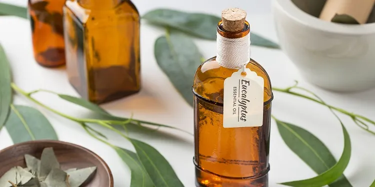 eucalyptus essential oil essential oils for garden pests plant arond garden