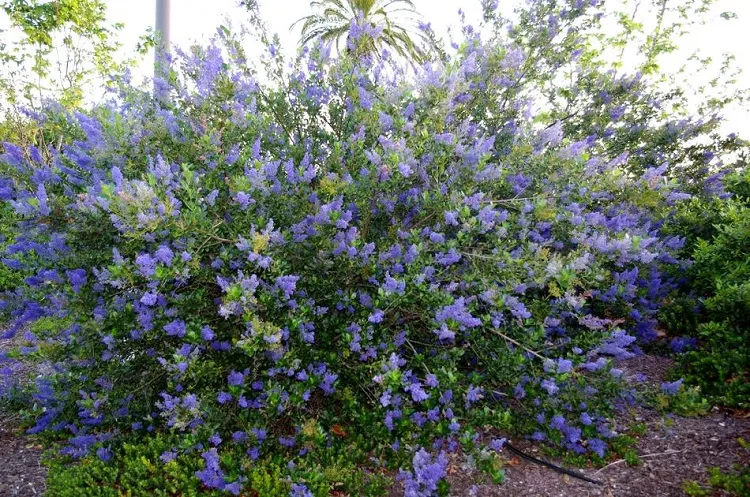 evergreen california lilac tree well draining soil