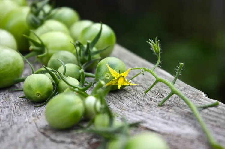 fast way to ripen green tomatoes place the on warm area indoors with a distance between them