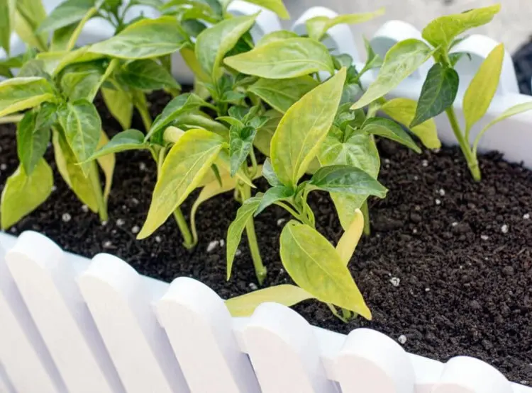 fertilize peppers with household remedies shorten ripening time