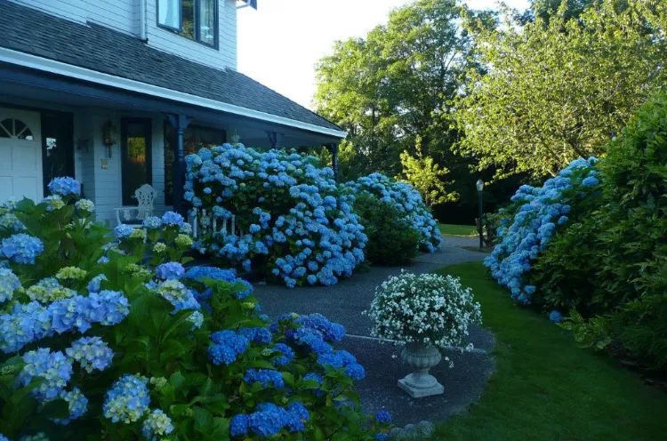 front yard garden with hydrangeas