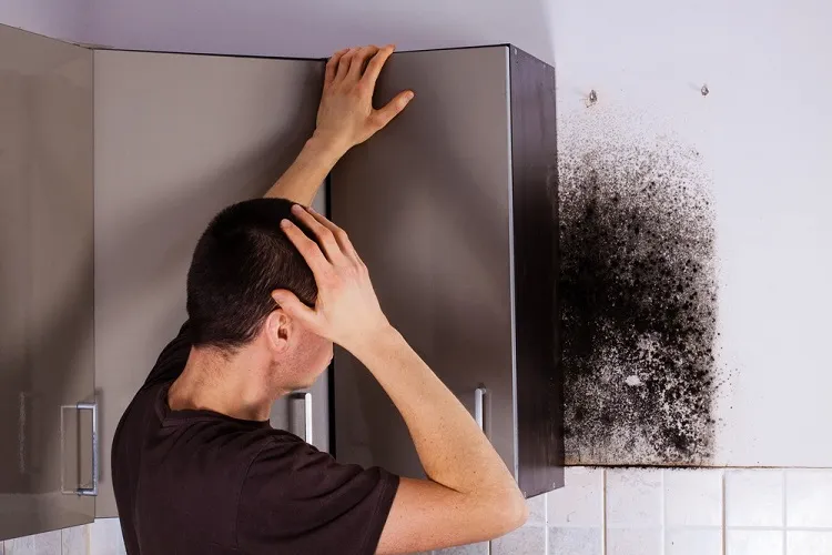 get rid of black mold in kitchen cabinets treat it with water soap solution