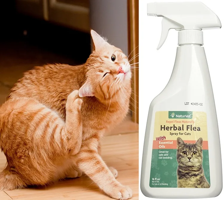 get rid of fleas in the house treat cats and dogs pets