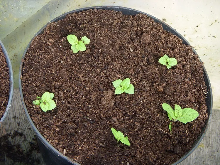 growing mint from seed indoors ensure the soil is damp with moisture