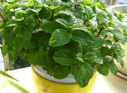 growing mint from seed indoors place on a sunny windowsill