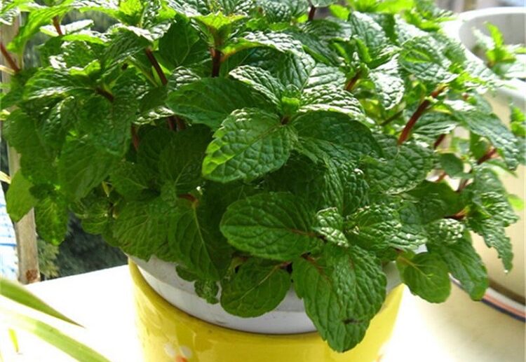 growing mint from seed indoors place on a sunny windowsill