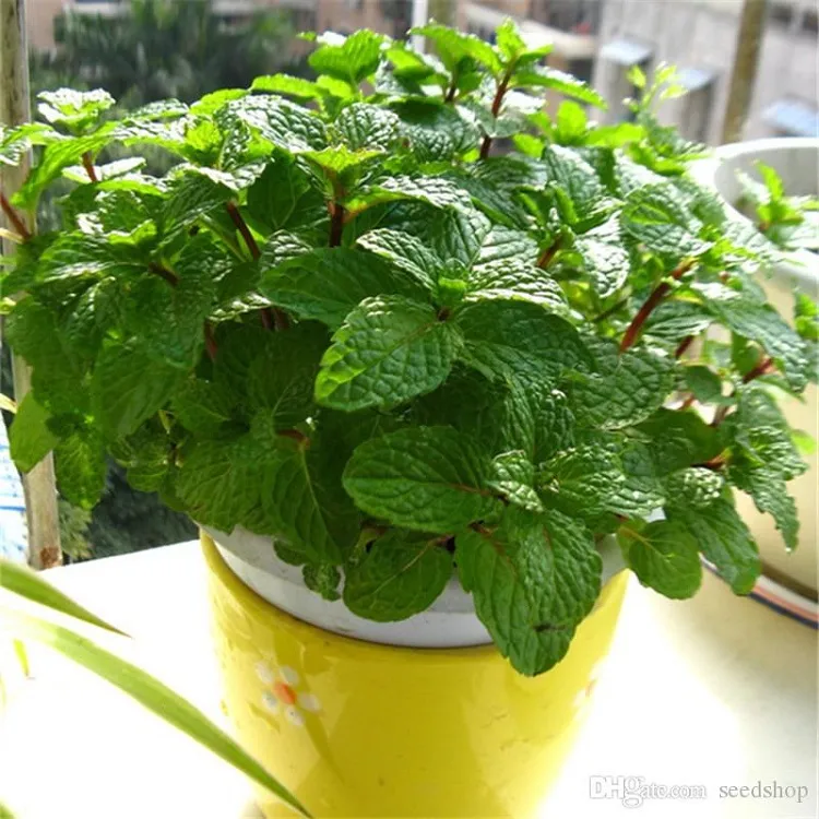 growing mint from seed indoors place on a sunny windowsill