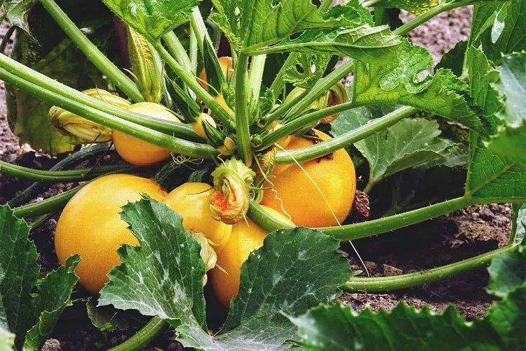 growing summer squash the best vegetables to plant in july in california (1)