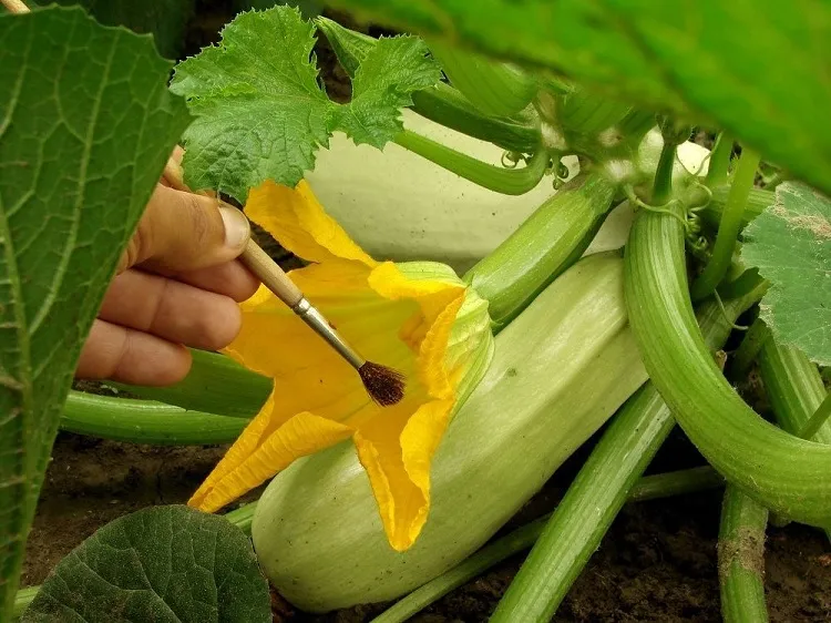 how do vegetables get pollinated in a greenhouse artificially