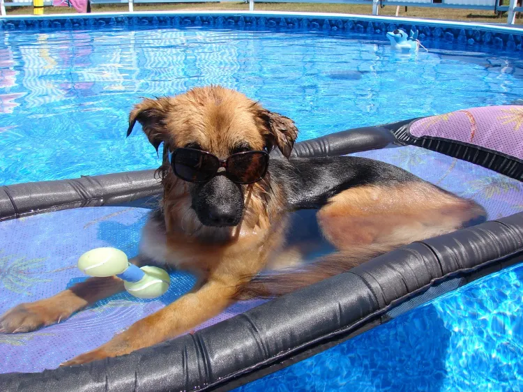how to build a dog pool
