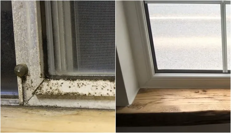 how to clean mold off window sills from wood with a mild detergent