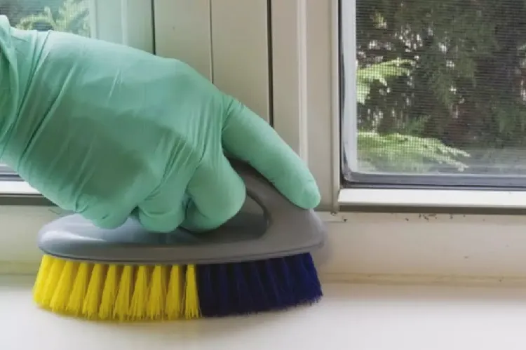 how to clean mold off window sills with a mild brush and bleach