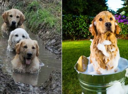 how to clean mud off dog's fur be careful with the ears and eyes
