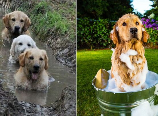 how to clean mud off dog's fur be careful with the ears and eyes