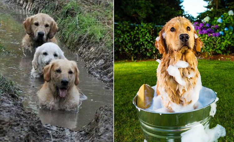 how to clean mud off dog's fur be careful with the ears and eyes