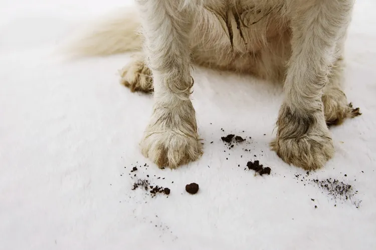 how to clean mud off dog's fur some more special attention to their paws