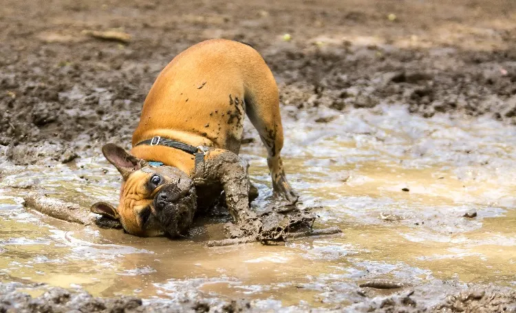 how to clean mud off dog's fur your pet likes muddy bath