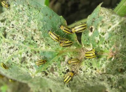 how to get rid of striped cucucmber beetle