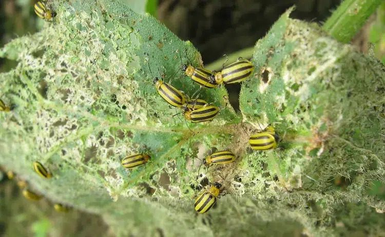 how to get rid of striped cucucmber beetle