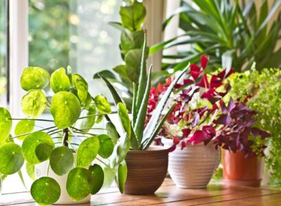 how to grow edible flowers indoors