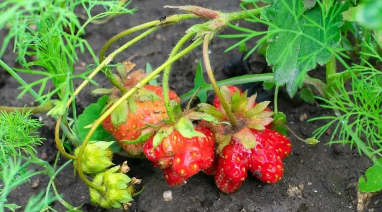 how to help strawberries ripen