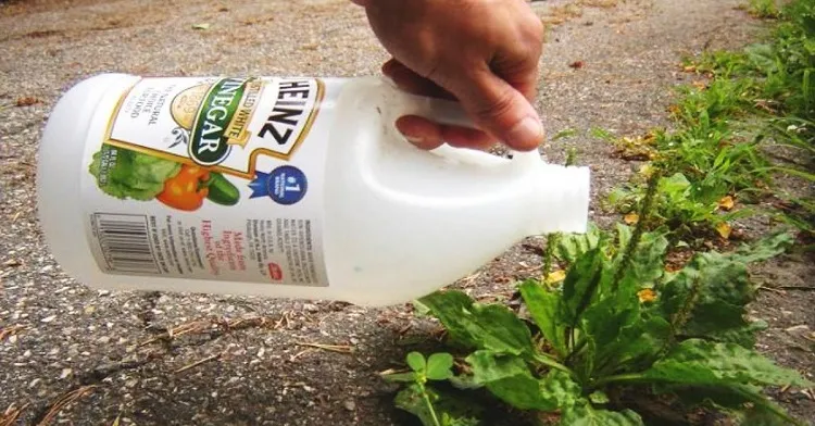 how to keep weeds from growing in vegetable garden use vinegar for young weeds