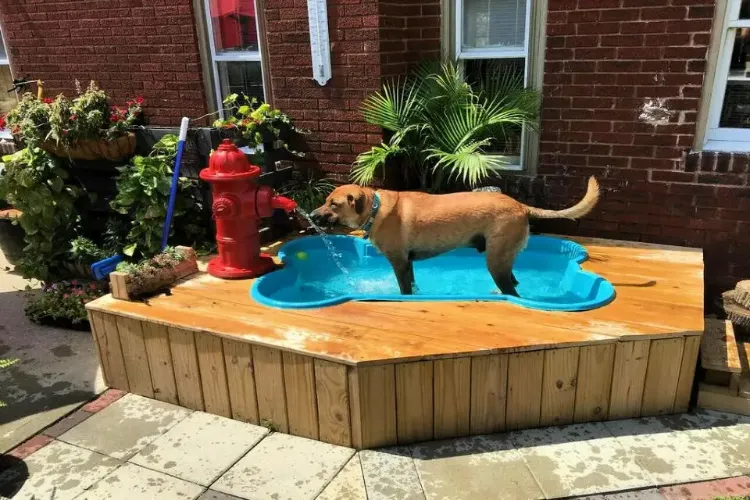 how to keep your dog's pool clean and safe