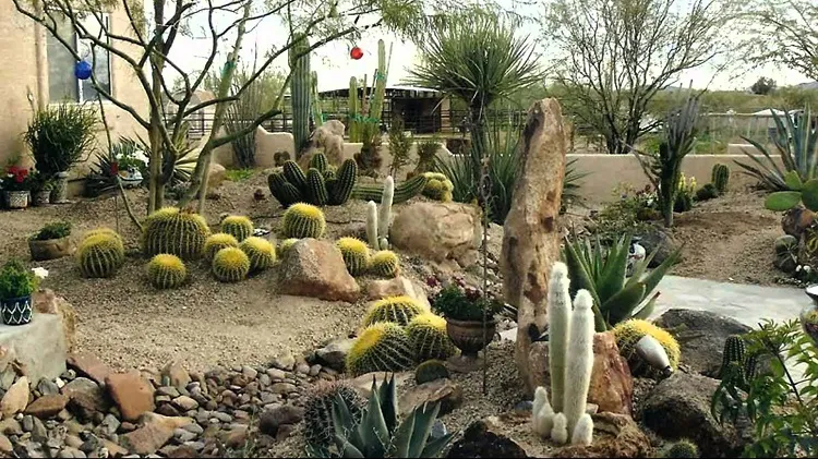 how to make a cactus garden outdoors water rarely