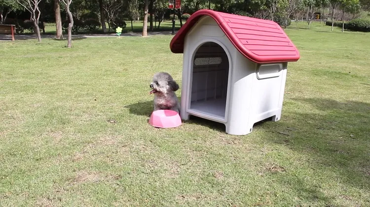 how to make a dog area in your backyard dog water and food outdoor