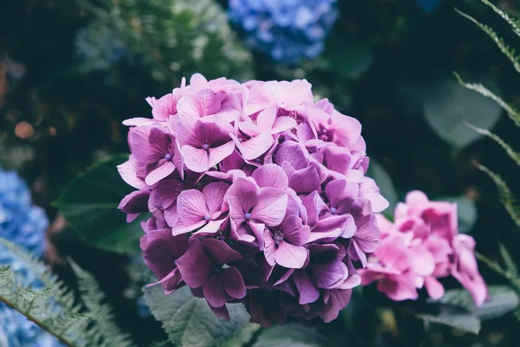 how to protect hydrangeas from the heat tips and recommendations