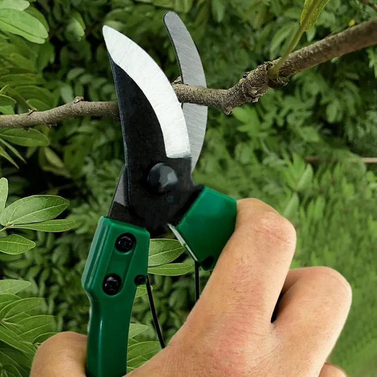 how to prune a california lilac lightly