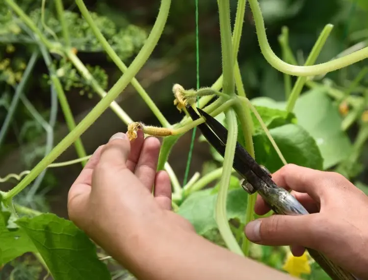 how to prune cucumbers to get healthy fruit