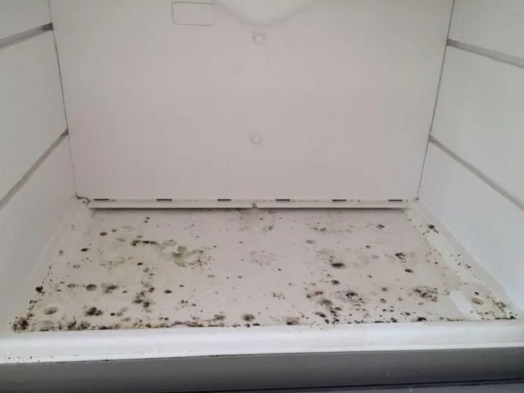 how to remove black mold from wood cabinets eliminate moisture in kitchen
