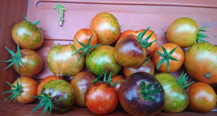 how to ripen green tomatoes indoors place them in a capboard