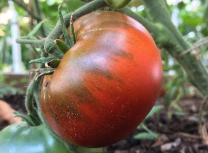 how to ripen green tomatoes on plant provide ample sunlight
