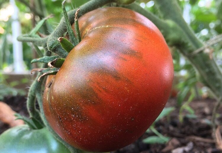 how to ripen green tomatoes on plant provide ample sunlight
