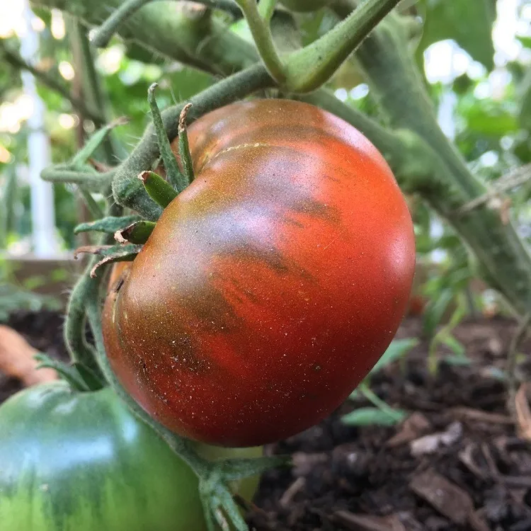 how to ripen green tomatoes on plant provide ample sunlight