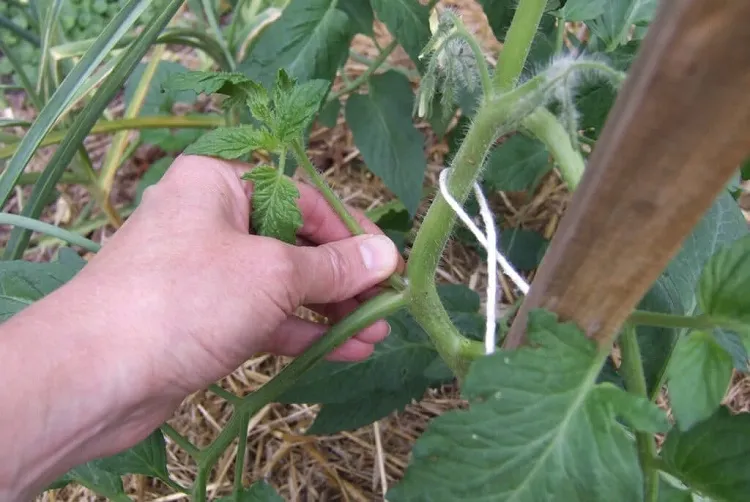 how to ripen green tomatoes on the vine decrease nitrogen fertilization